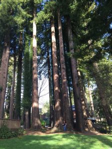 Home of the Lupus Warrior Lupus Warrior in a Redwood Forest